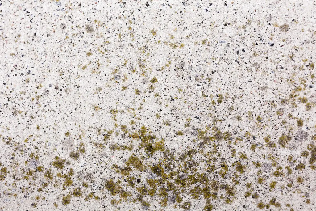 ¿Cómo quitar el moho de la pared?