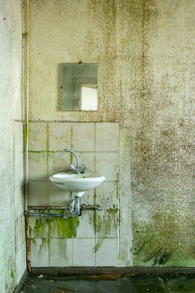 ¿Cómo quitar el moho de la pared?