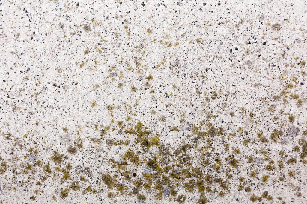 ¿Cómo quitar el moho de la pared?